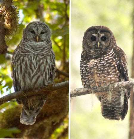 OWL VS. OWL. Feds begin killing barred owls in experiment to help ...