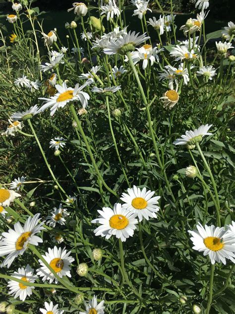 Shasta Daisy Seeds – Starfish Honey