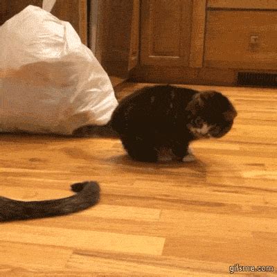 animals cats fart gifs gif - Find and share funny GIFs on GIFsme