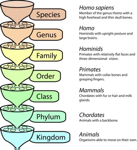 Linnaean Classification | CK-12 Foundation