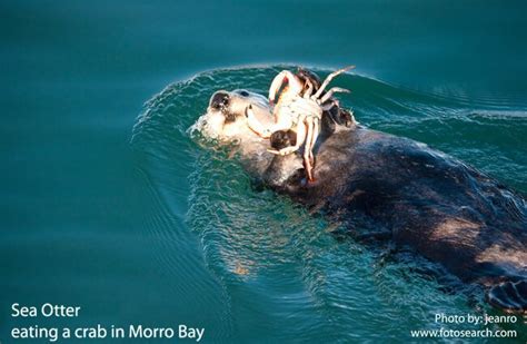 Sea Otter - Description, Habitat, Image, Diet, and Interesting Facts