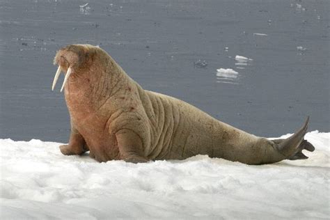 Walrus Anatomy - Animal Facts and Information