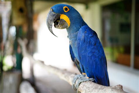 Is the Blue Macaw Extinct? Not Yet! - Earth.com - Earthpedia