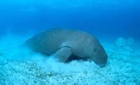 Dugong conservation in Tanzania | WWF