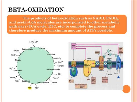 PPT - BETA-OXIDATION OF FATTY ACIDS PowerPoint Presentation, free ...