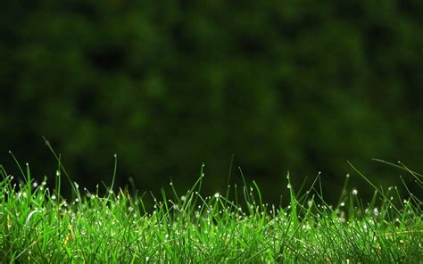 Grass Desktop Wallpapers - Top Free Grass Desktop Backgrounds ...