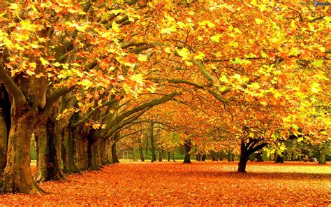 imagenes de arboles en otoño - Buscar con Google | Vackra bilder ...