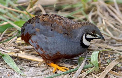 7 Best Quail Breeds to Raise For Eggs, Meat or Hunting