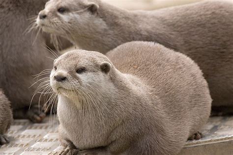 Asian Otters | Otters, Asian, Japanese