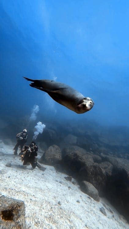 A Sea Lion Swimming · Free Stock Photo