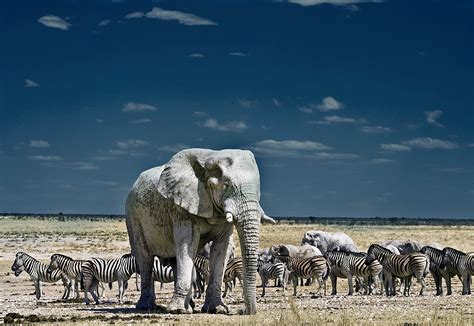 FROM AROUND THE WORLD: Etosha National Park