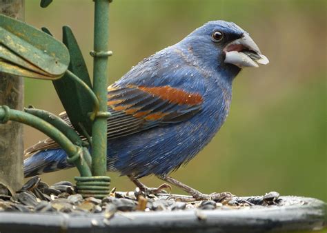 Male Blue Grosbeak on a sunflower feeder - FeederWatch