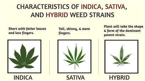 Sativa, Indica, Hybrid Strains? What? - HOLYOKE CANNABIS Dispensary