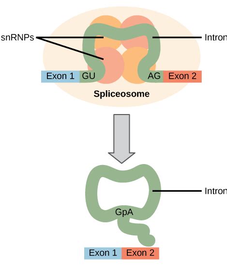 15.5: Eukaryotic pre-mRNA Splicing - Biology LibreTexts