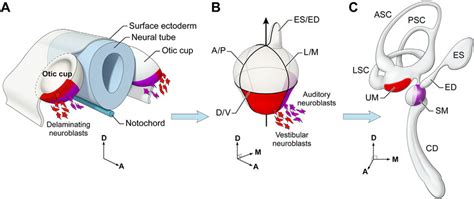 Schematic diagram of an otic cup (A), otocyst (B), and a mature inner ...