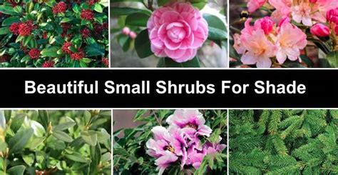 13 Small Shrubs For Shade (With Pictures) - Identification Guide