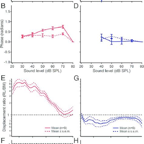 Postmortem changes in reticular lamina and basilar membrane vibrations ...