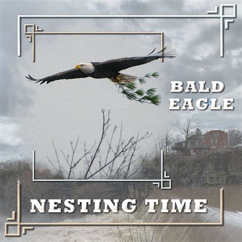 "BALD EAGLE - NESTING TIME" - Corel Discovery Center