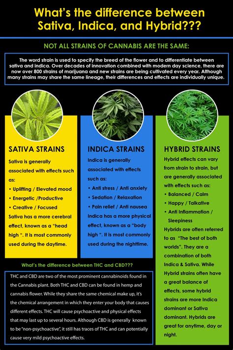 Indica vs Sativa vs Hybrid Marijuana | What You Need To Know