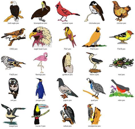 bird species list - AOL Image Search Results | Bird species, Bird types ...