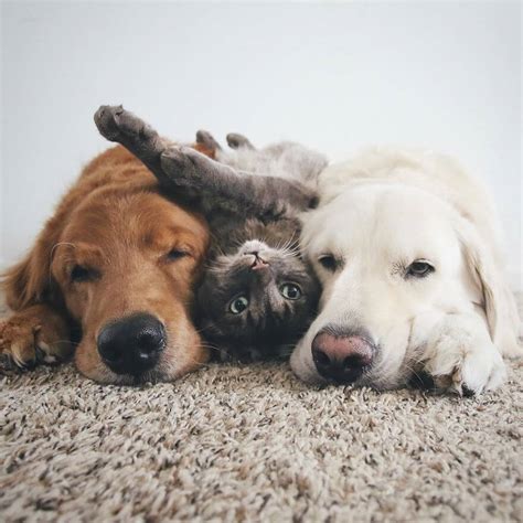 38 Pictures Of Two Dogs And a Cat Who Just Love Doing Everything ...