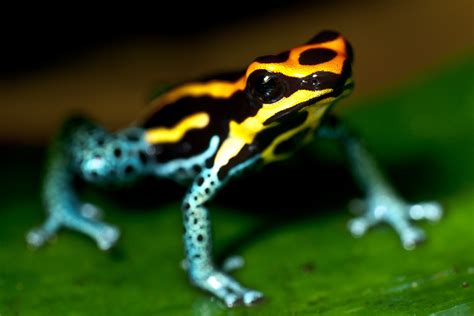 Stunning HD Wallpaper of a Poison Dart Frog