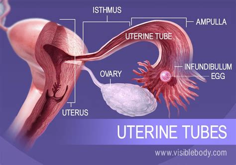 2. Egg Cells from the Ovaries Move Through the Uterine Tubes The path ...