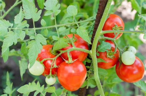 DIY How to Grow Tomatoes From Seeds – 7 Essential Pro Tips Revealed ...