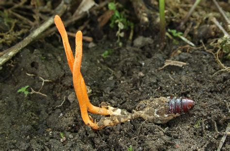 Cordyceps: the killer fungus! – Family Naturopathic Clinic