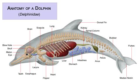 File:Dolphin anatomy.png