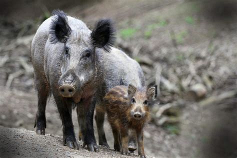 Wild Boar Meaning and Symbolism on Whats-Your-Sign.com