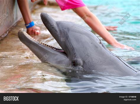 Feeding Dolphin Image & Photo (Free Trial) | Bigstock