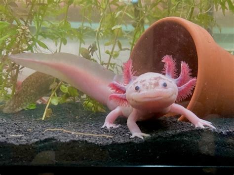 15 Best Axolotl Tank Mates - FishLab