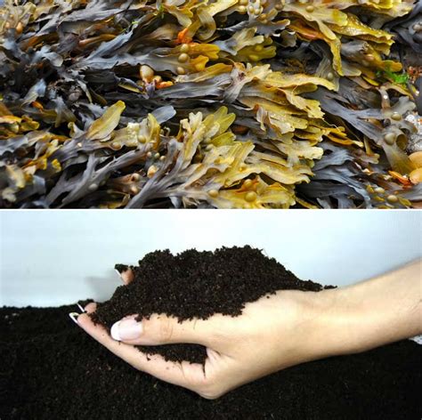 How to Make Seaweed Fertilizer, Benefits | Agri Farming