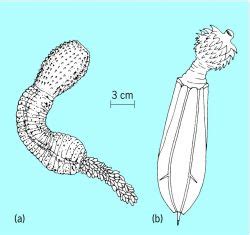 Priapulid | Article about Priapulid by The Free Dictionary