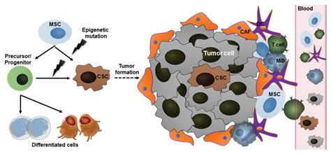 Stem Cell Therapy In Cancer Treatment