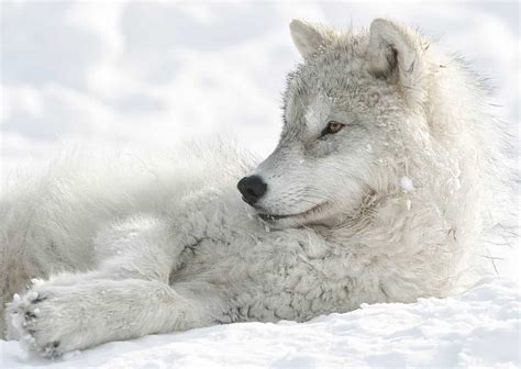 Arctic Wolf Pup in Winter Relaxing - Cool Wildlife