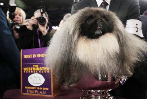 Pekingese takes Westminster dog show's top prize - cleveland.com