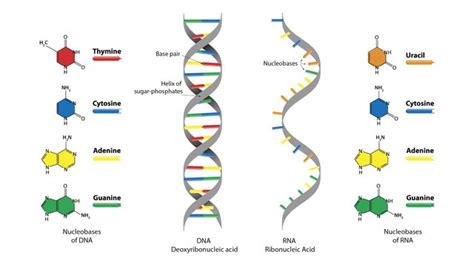 使い勝手の良い DNA sushitai.com.mx