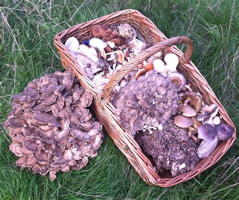 Mushroom Foraging Courses 2019 - MUSHROOM TABLE