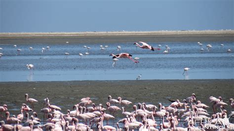 Flamingos Walvis Bay Namibia | AfricaHunting.com