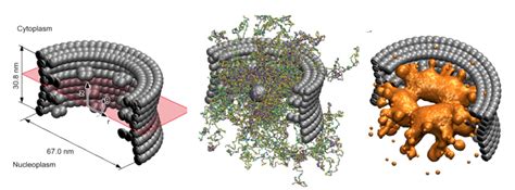 Transport through the Nuclear Pore Complex | Berendsen Center for ...