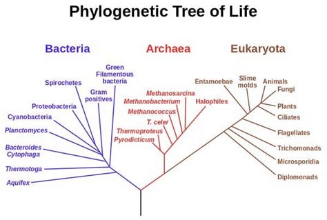 Archaebacteria - Definition, Types, Characteristics and Examples