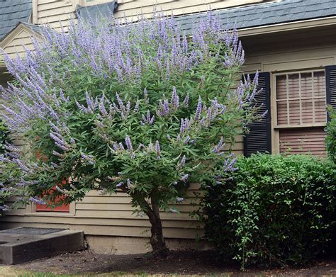 Vitex agnus-castus | Landscape Plants | Oregon State University