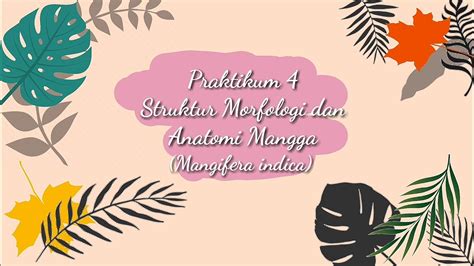 Struktur Anatomi dan Morfologi Mangga (Mangifera indica) - YouTube