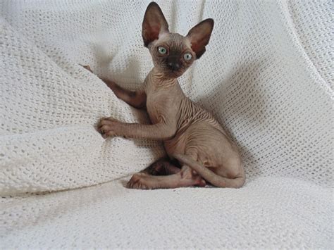 Sphynx Kitten - Puppy Dog Gallery