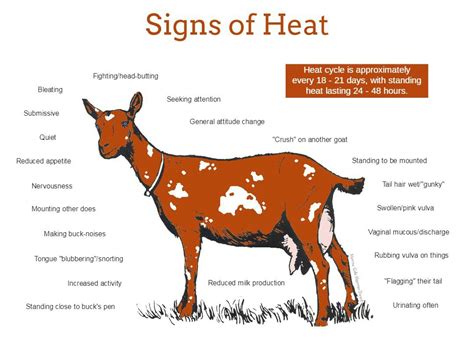 Heat Signs & When to Breed Chart - Opus 7 Farm LLC.