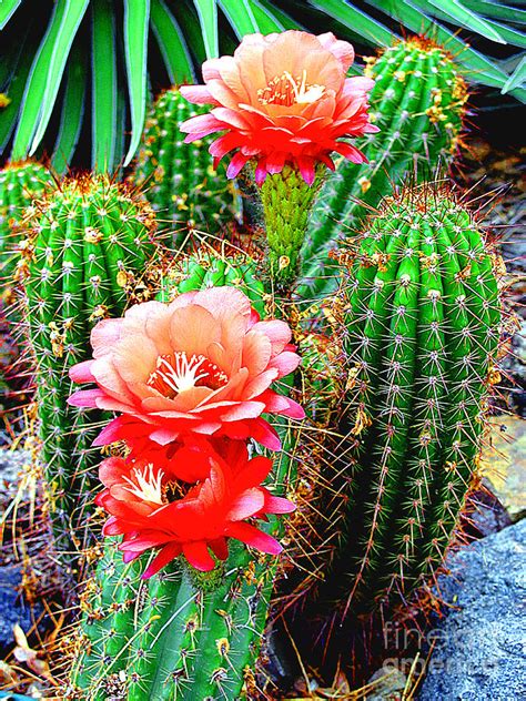 Cactus In Bloom Photo In Arizona / Saguaro cactus, saguaro cacti ...