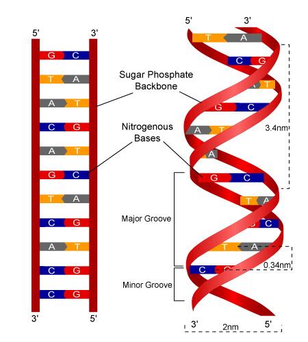 8+ Dna Strand Diagram | RiochRomeesa