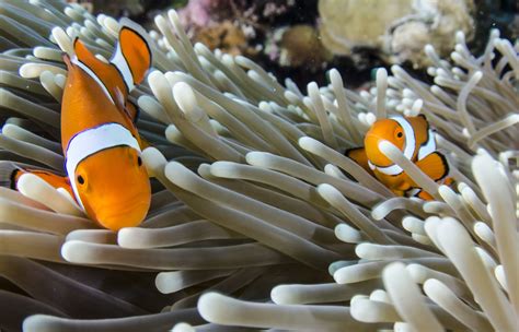 Clownfish In Anemone